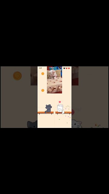 Duet Cats Qooo #shorts #music #cat