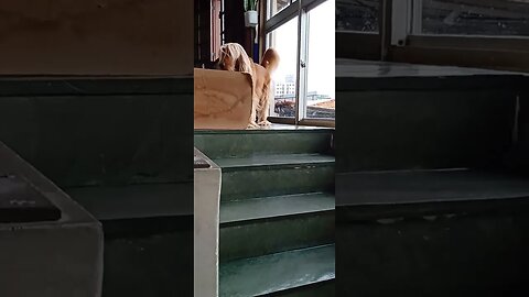 #dogshow , #animals , #dogs , #shorts