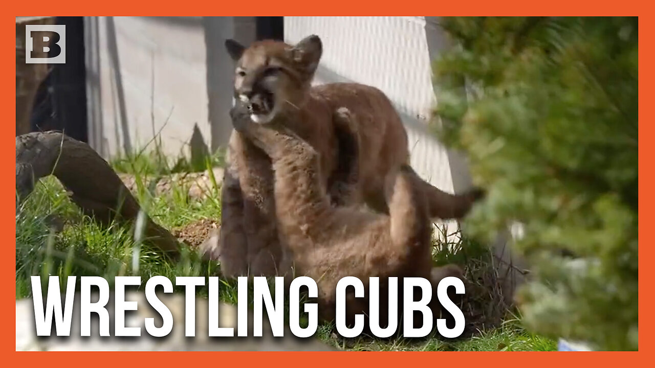 Precious Pounce! Mountain Lion Cubs Wrestle and Play at Oakland Zoo