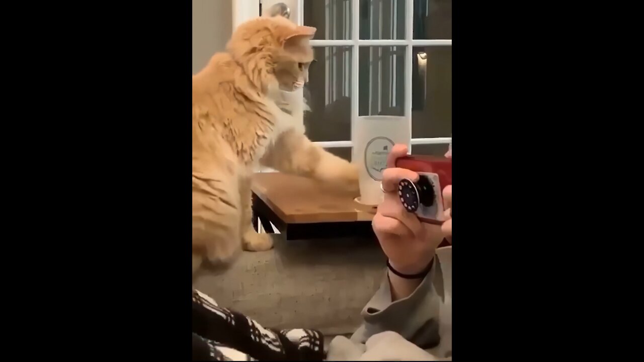 Funny Cats 😹