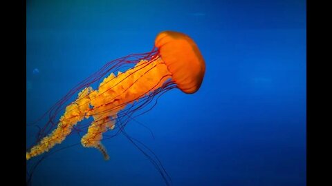 Amazing Unusual Jellyfish