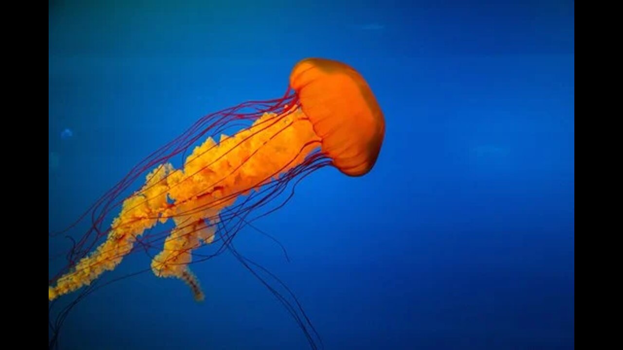 Amazing Unusual Jellyfish