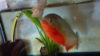 Red belly piranha (pygocentrus nattereri) snacking on a rat