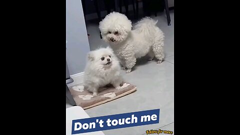 The dog's wife is angry today and says don't touch me🤣 interesting video