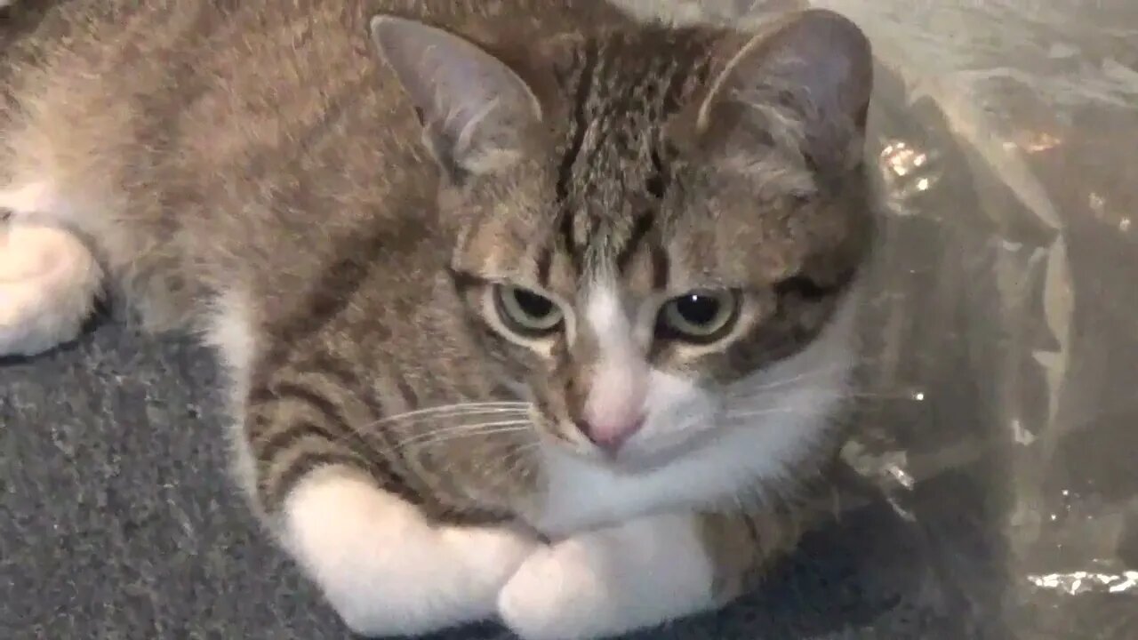 Little Cat Loves Sleeping on a Plastic Bag