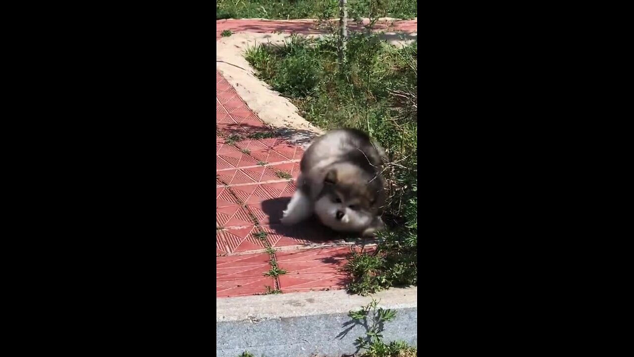 puppy playing