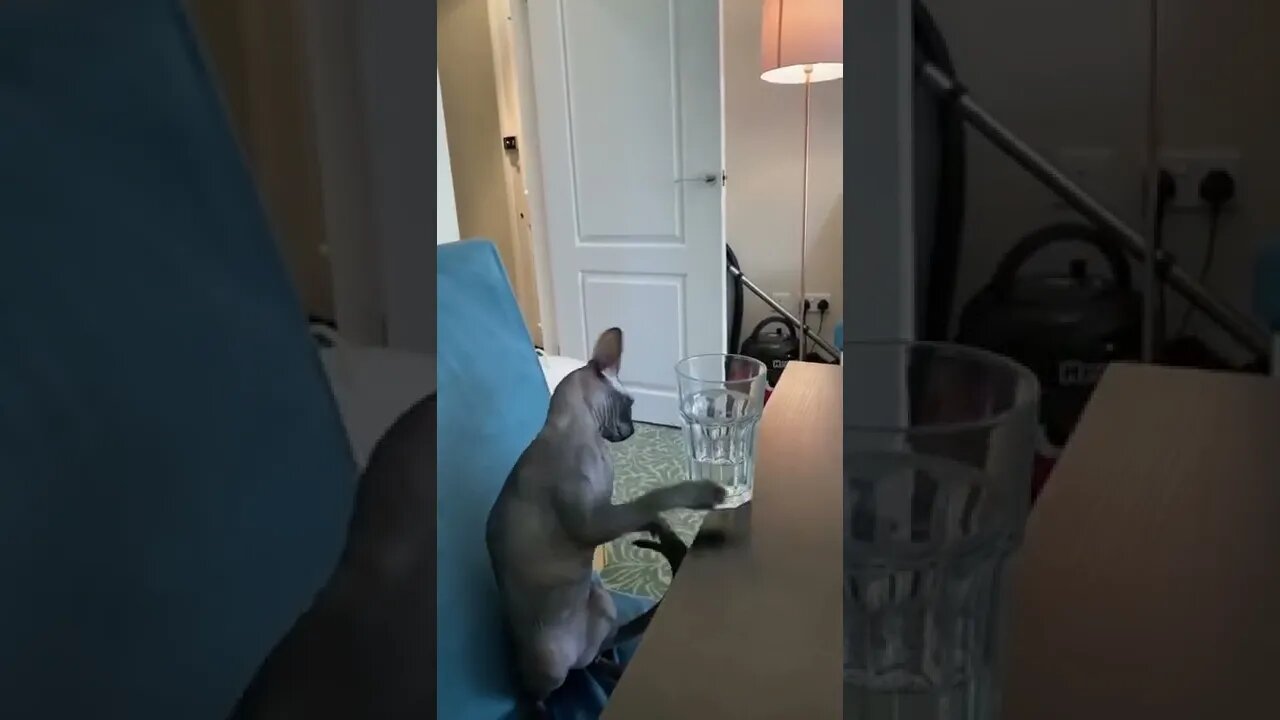 Cute and funny cat videos/#kitten #cat #kitty #funny kitten #funnycat #trending #shorts #tiktok (1)