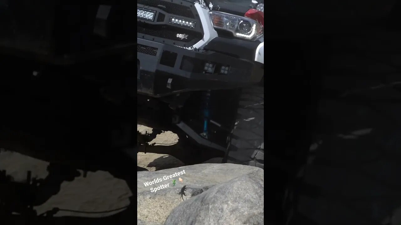 Rock Crawling with frens 🦎