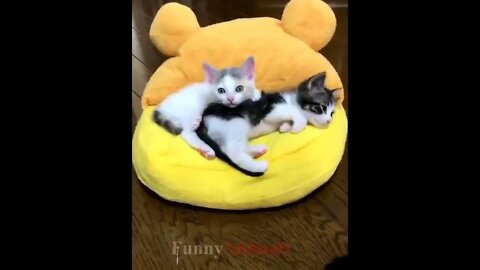 So many cute kittens videos compilation 2018