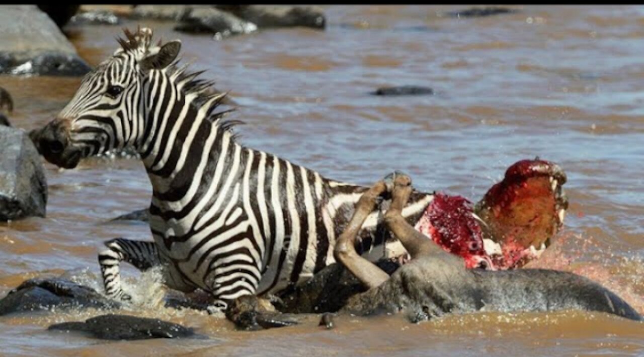 Crocodile Attack on zebra || Dangerous Attacks || Wild Life ||