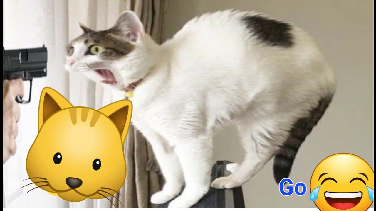 How did this man scare the cat by becoming a cat