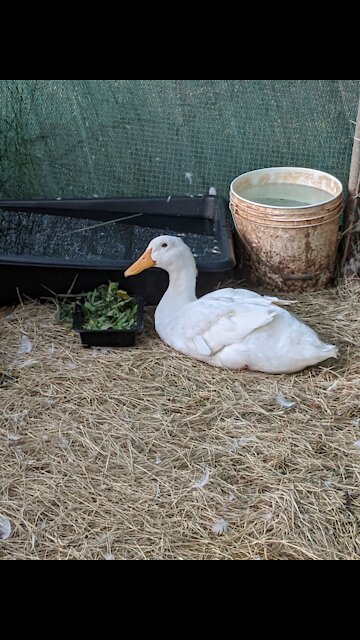 Betsey the Drunken Duck