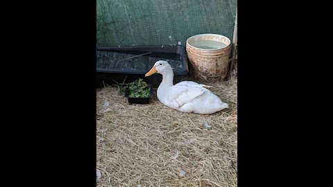 Betsey the Drunken Duck