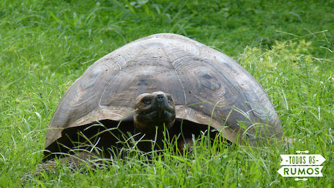 Hurried Turtle - She Just Can't Wait