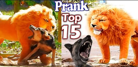 Best Prank Collection Top 15 - Fake Lion Prank Real Dog Super Funny - Try Not To Laugh Challenge