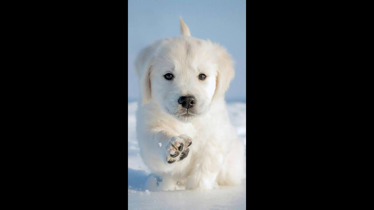 funny dogs Cute Puppies 😍 Cute Funny and Smart Dogs Compilation