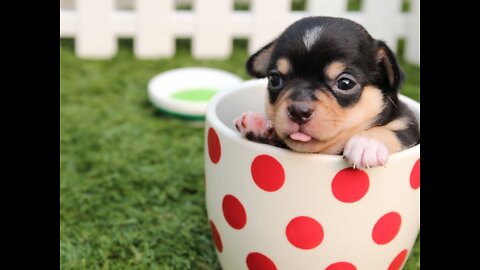 Baby Dogs - Cute and Funny Dog Videos Compilation