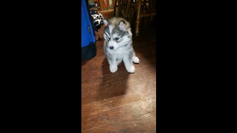 Husky Puppy wants to Play with Big Toy
