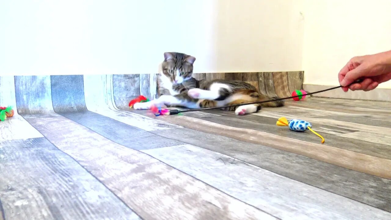 Kitten Jumps to Catch the Toy