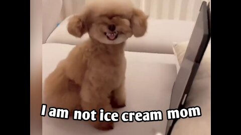 Cute dog does not want to be eaten