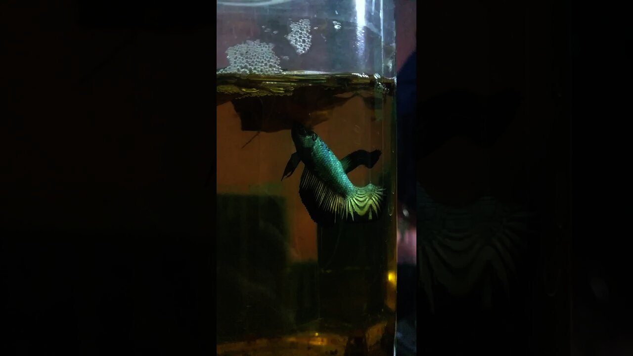 di kasih ikan cupang lagi nih| katanya kawinan ikan cupang black samurai sama cooper..