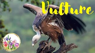 Vultures, ARE THEY ACTUALLY BEAUTIFUL?