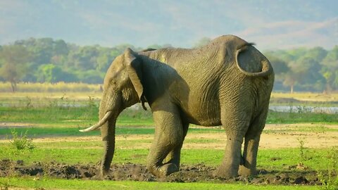 Elephants use their trunks to spray themselves with water