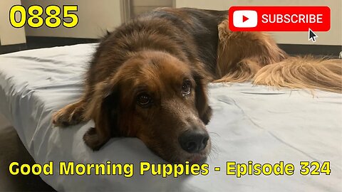 [0885] GOOD MORNING PUPPIES - EPISODE 324 [#dogs #doggos #doggos #puppies #dogdaycare]