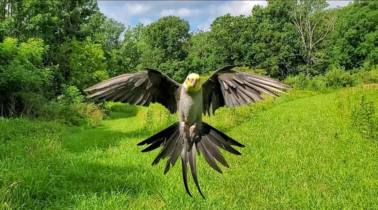 Pet cockatiel trained to go on free-flight in the wild