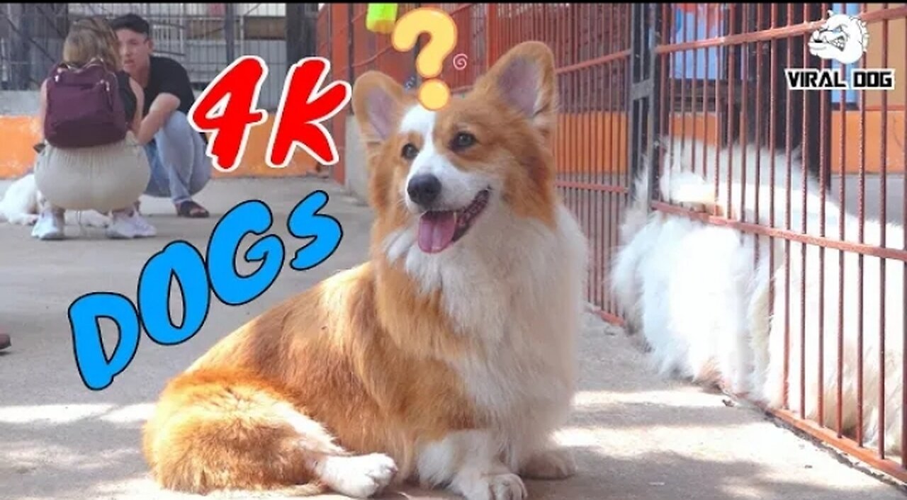 Funny Dogs And Puppies Life 4K Quality Video Episode 1 | Viral Dog