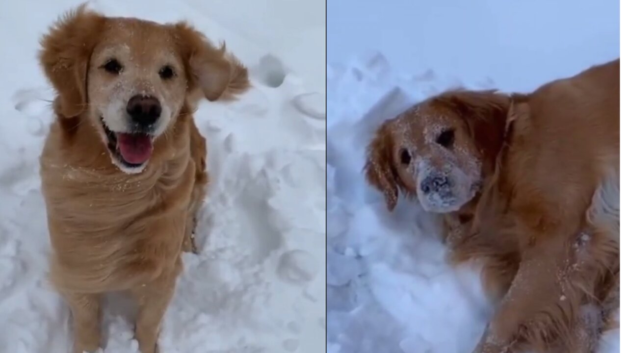 Golden Retriever Just Can't Get Enough of The Snow