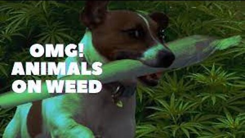 Animals That Like To Smoke