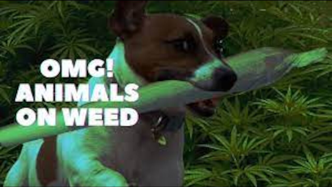 Animals That Like To Smoke