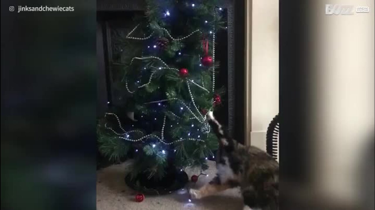 Un chat sans pitié avec un sapin de Noël