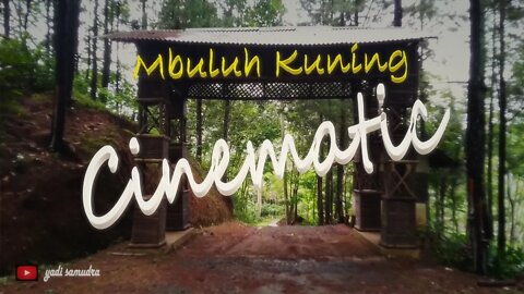 #cinematic alam| mbulu kuning/video cinematic alam