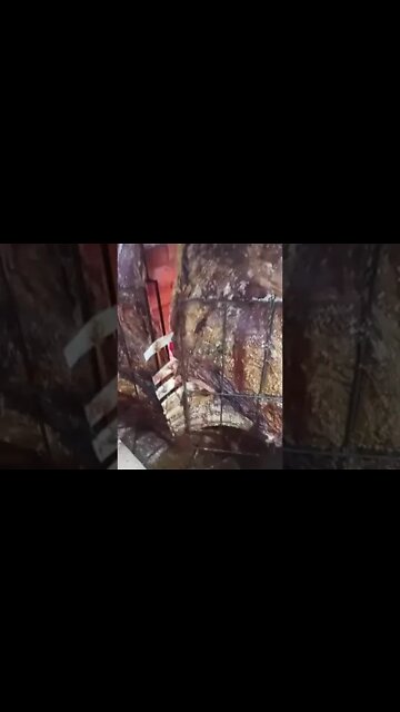 Hoje é o aniversário do Jacaré!