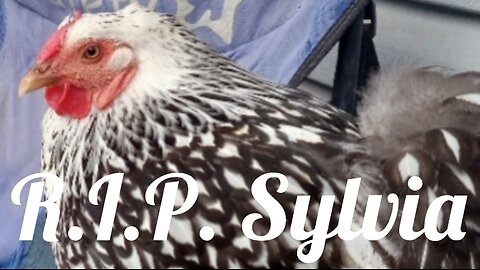 R.I.P. Sylvia - The WORST Part of Raising Hens