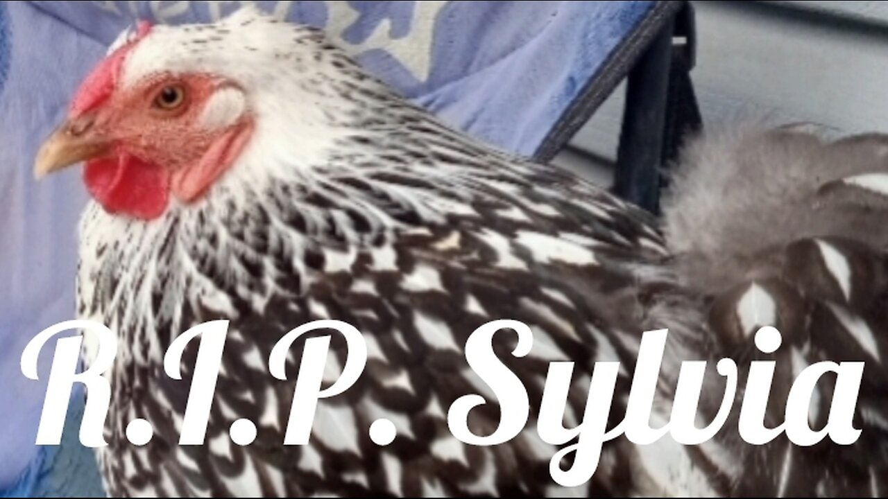 R.I.P. Sylvia - The WORST Part of Raising Hens