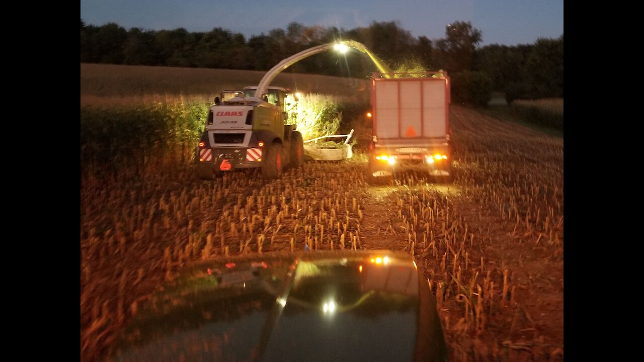 HFH corn silage Harvesting 2019