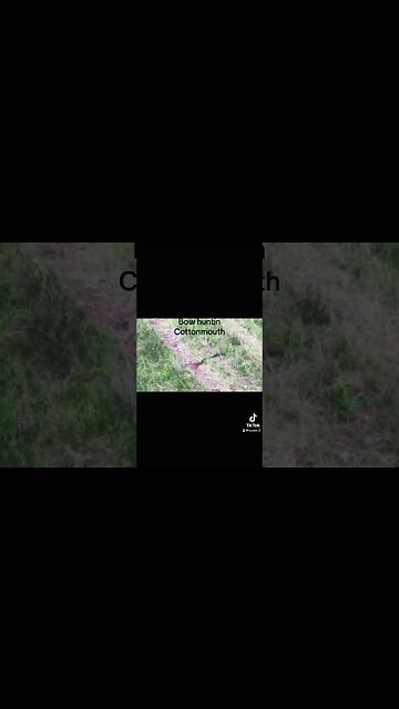 Cole’s gettin rid of cottonmouths with his bow. #georgia #mathewsarchery #shorts #cottonmouth #fyp