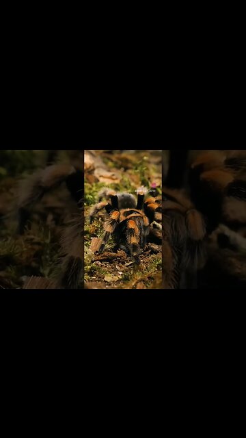 Can YOU Do the Invertebrate Strut?