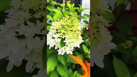 #hiddengarden #gardening #hydrangeas #summervibes #goldenhour