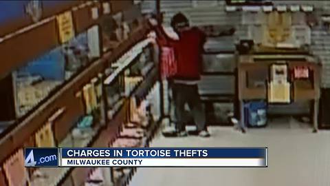 Charges pending in West Allis tortoise theft