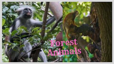 Forest Animals video.