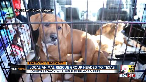 Can you help a Texan pet in need of a home?