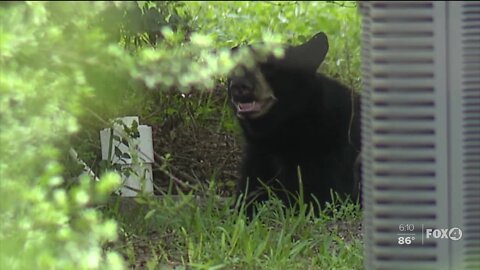 FWC officials use donuts to trap young black bear