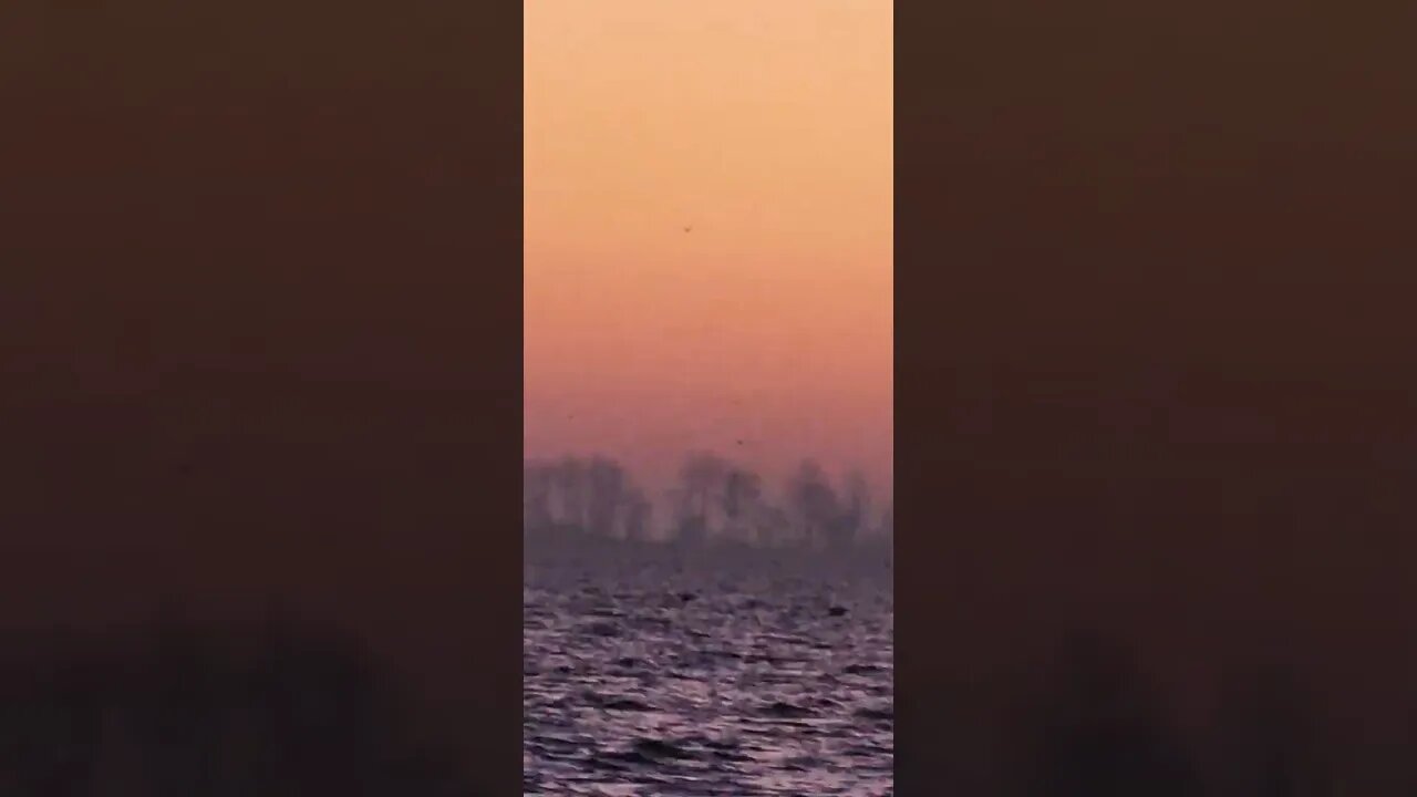 Thousands of Ducks taking flight in front of an Erie sunrise!