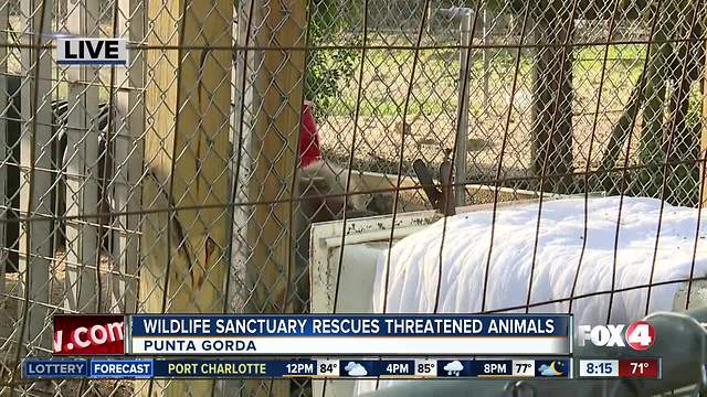 Octagon Wildlife Sanctuary rescues threatened, abused animals -- 8am live report