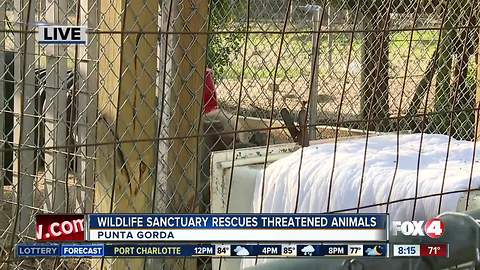 Octagon Wildlife Sanctuary rescues threatened, abused animals -- 8am live report