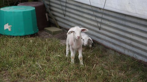 North Carolina Farmers Brace For Florence Recovery